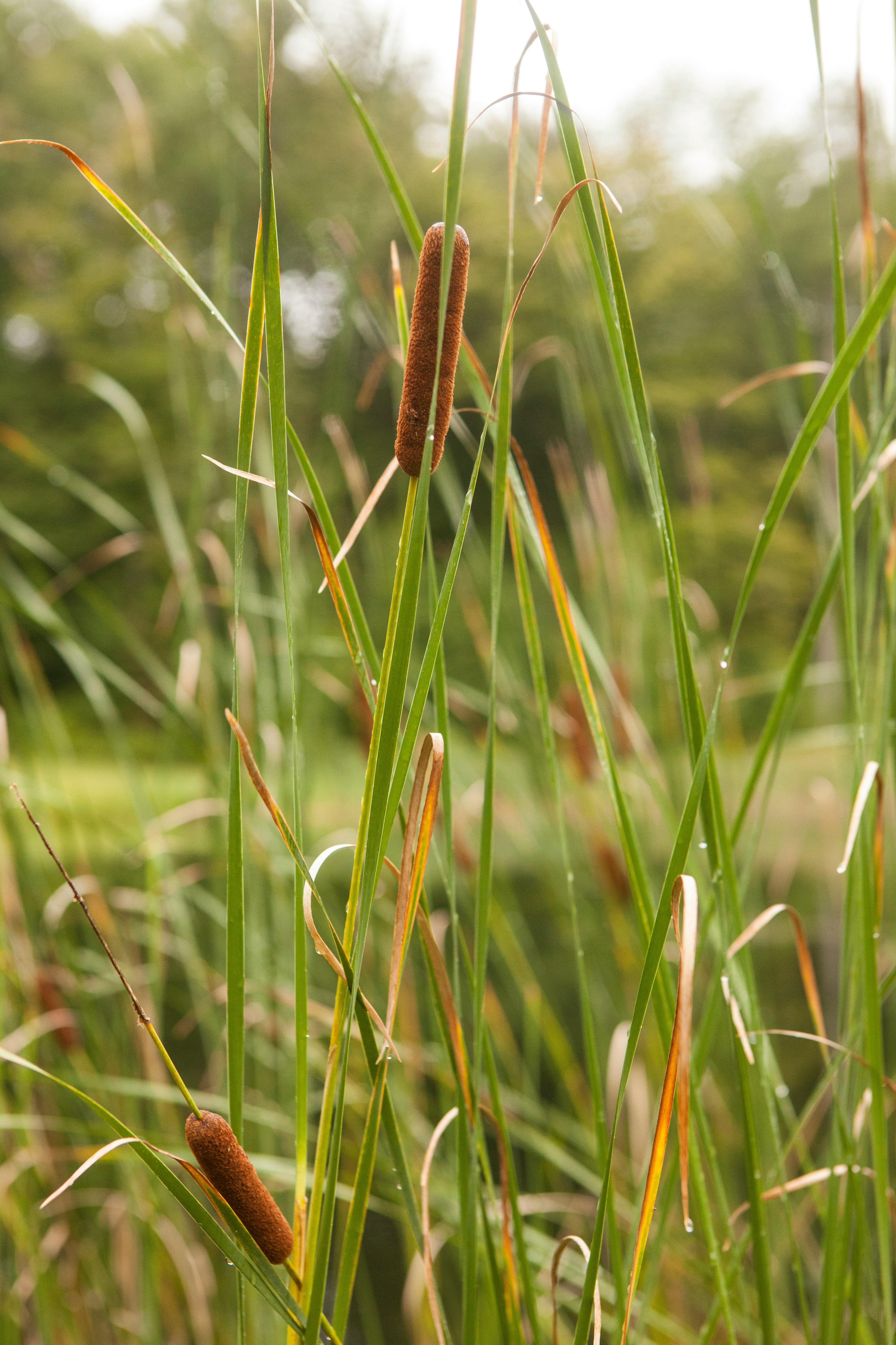 water plants